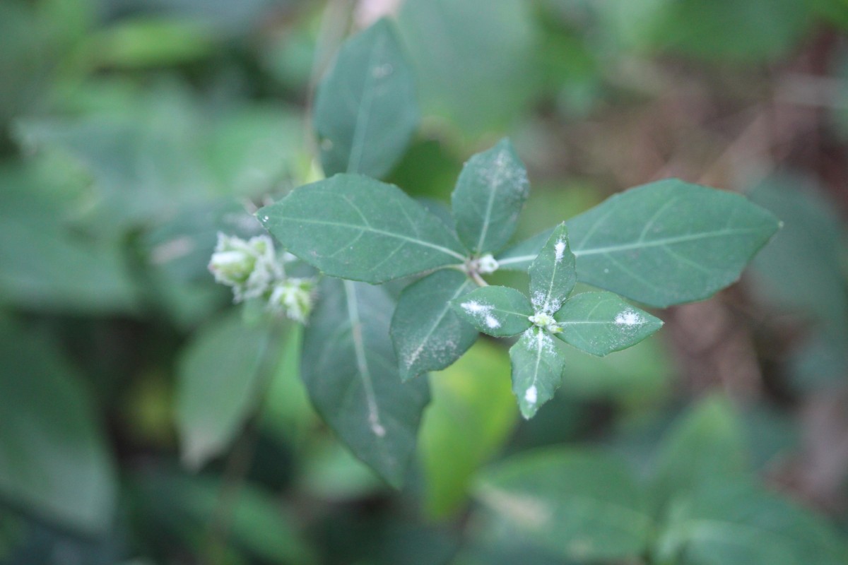 Blepharis maderaspatensis (L.) B.Heyne ex Roth